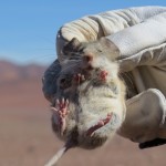 Proyecto Línea de Transmisión (5)