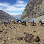 Yerba Loca diciembre 2016 (13)