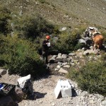 Yerba Loca enero 2017 (3)